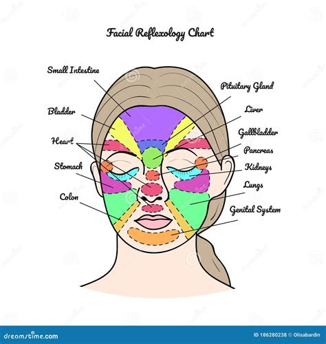face reflexology chart mapping massage areas internal organs body parts