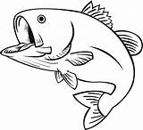 Fish Bass Drawings Clipart sketch template