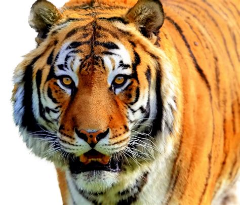 brownish orange tiger colors photo  fanpop