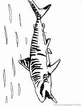 Coloring Shark Pages Tiger Printable Library Clipart sketch template