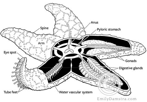 sea star anatomy emily  damstra