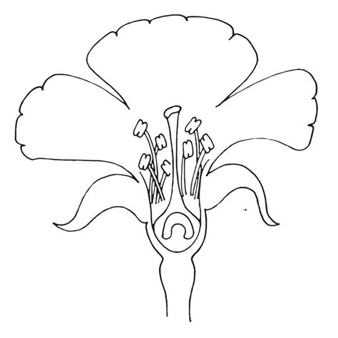 parts   flower flower clipart science themes