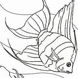 Pages Freshwater Fish Coloring Getcolorings Fresh sketch template