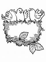 Nest Bird Coloring Pages Baby Singing Their Color sketch template