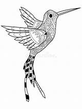 Colibri Hummingbird Zentangle Raster Vecteur Coloration Adultes sketch template