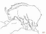 Goat Mountain Coloring Rocky Pages Drawing Printable Supercoloring Realistic Getdrawings sketch template