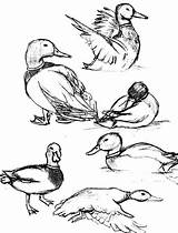 Duck Coloring Mallard Pages Draw Drawing Realistic Color Flying Getcolorings Luna Getdrawings Pag sketch template