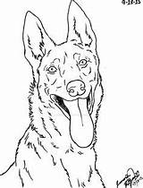 Malinois Lineart Colorear Canis Simensis Belgian Perro Acryl Zeichnen Ausmalen sketch template