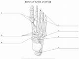 Bones Anatomy Foot Diagram Unlabeled Bone Human Labeling Worksheet Worksheets Ankle Physiology Skeleton Skull Blank Leg System Skeletal Hand Practice sketch template