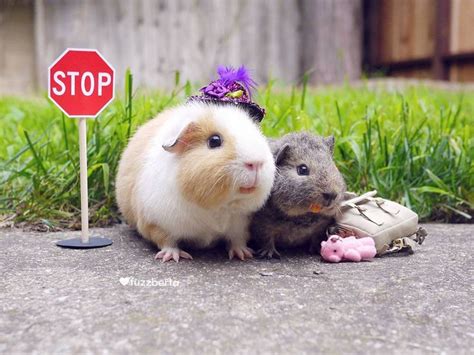 guinea pigs images  pinterest guinea pigs baby guinea