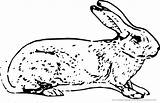 Hase Hasen Rabbit Malvorlage Hare Ausmalbild Belgian ابيض ارنب Openclipart Rabbits sketch template