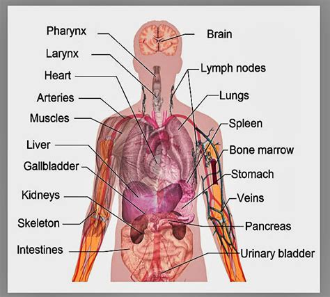 human body human anatomy charts