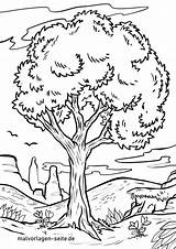 Baum Malvorlage Ausmalbild Ausmalbilder öffnet Bildes Setzt Anklicken Sich sketch template