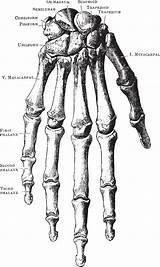 Skeleton Skelet Handskelett Skelett Muscles Eye sketch template