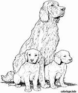 Setter Chien Anglais sketch template