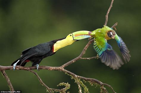 incredible wildlife images  fighting toucans  feeding herons