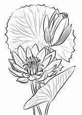 Water Lily Coloring Drawing Nymphaea Caerulea Egyptian Pages Line Supercoloring Printable Paper Categories Drawings Draw Paintingvalley Work sketch template