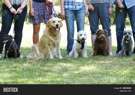 group dogs owners image photo  trial bigstock