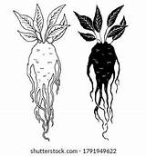 Mandrake Root sketch template