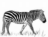 Zebra Coloring Pages Printable Categories sketch template