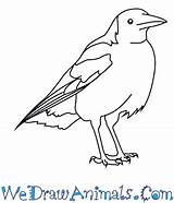 Magpie Australian Coloring Drawings 350px 51kb sketch template