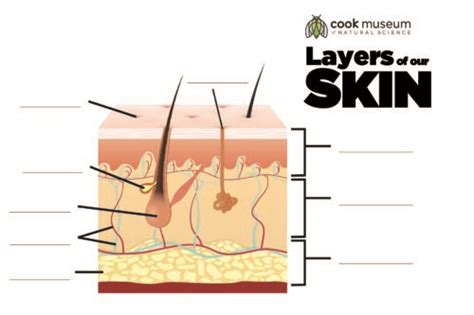 layers  skin blank cook museum  natural science