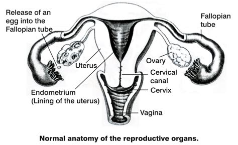 female reproductive diagram women s ultrasound melbourne
