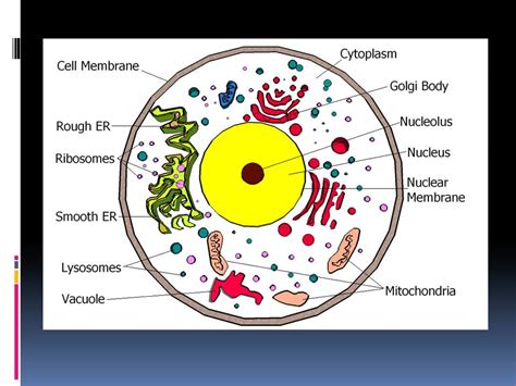 btyrux animal cell diagram