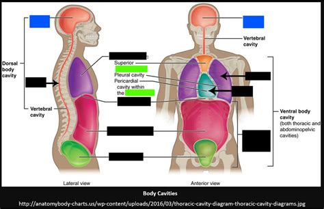 body cavity diagram clipart  vrogueco