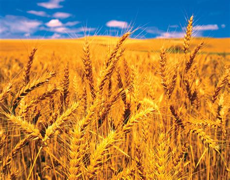 wheat production types nutrition  facts britannica