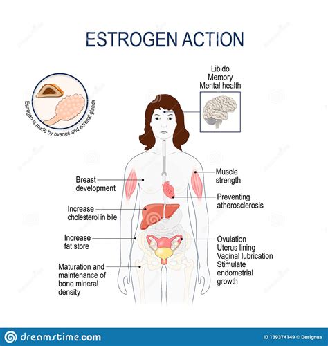 estrogen action woman silhouette with highlighted internal organs
