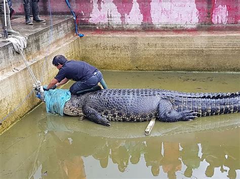 scientist eaten alive  crocodile social media