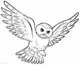 Owl Coloring Pages Adults Printable Colouring Kids Potter Harry Choose Board Adult sketch template