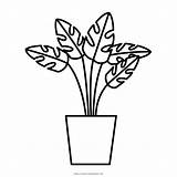 Colorear Planta Tanaman Mewarnai Plante Piante Obat Disegno Medicinal Plantes Putih Hitam Daun sketch template