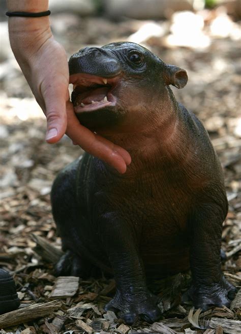 meet monifa  adoro  month  pygmy hippopotamus popsugar pets
