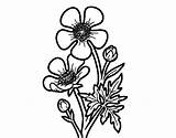 Buttercup Flower Coloring Meadow Drawing Coloringcrew Colorear Flowers Getdrawings Getcolorings sketch template