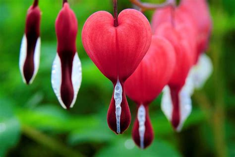 guide  growing  bleeding heart plant  experiences