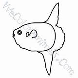 Sunfish sketch template