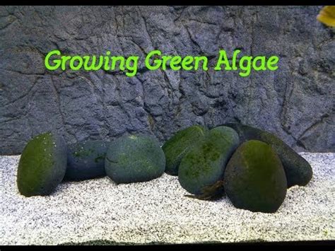 grow green algae   aquarium     youtube