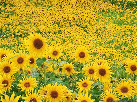 sunflowers sunflower seeds wallpaper  fanpop