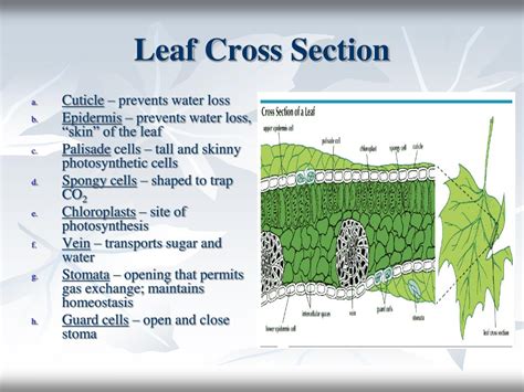 leaf cross section powerpoint    id