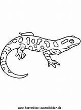 Salamander Ausmalbilder Ausmalbild Ausmalen Ausdrucken Zeichnen Malvorlagen Malvorlage Besuchen Kostenlosen Lizard Auswählen Vorlagen sketch template