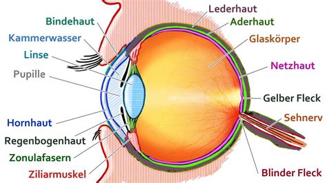 aufbau auge ohne beschriftung captions pages