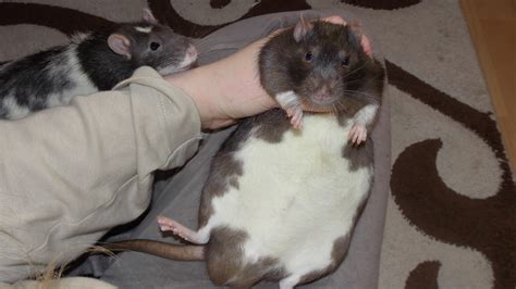 fat rat  op girl  deviantart