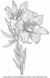 Coloring Flowers Flower Wild Pages American Book Adult Lily Printable Drawing Colouring Books History Drawings America Draw 1971 Collage Choose sketch template