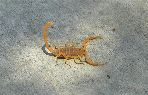 scorpions desertusa