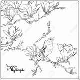 Magnolia Nightingale sketch template