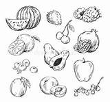 Vruchten Vectortekening Frukter Olika Fruits Carrots sketch template