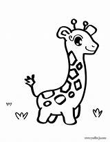Girafa Baby Penguin Peques Jirafa Dibujos Colorar sketch template