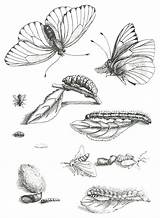 Mariposa Ciclo Metamorphosis Insects Merian Maria Bugs Naturalist Ortus Sibylla Line sketch template